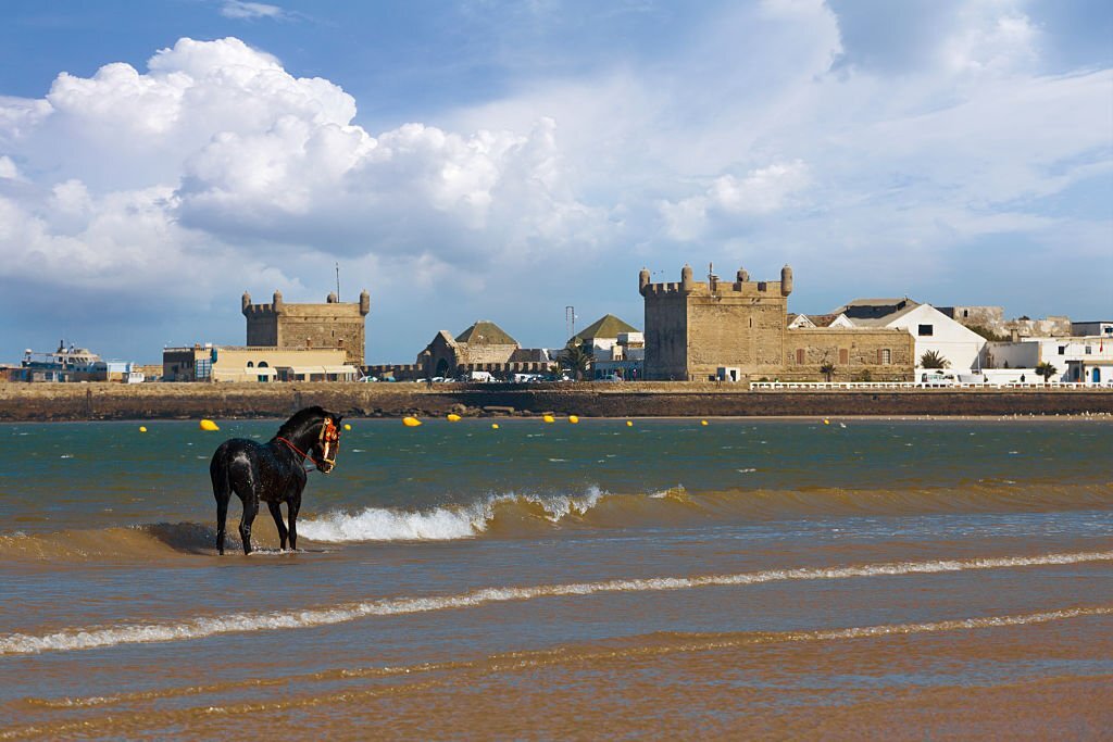 A dark horse running freely on Essaouira beach